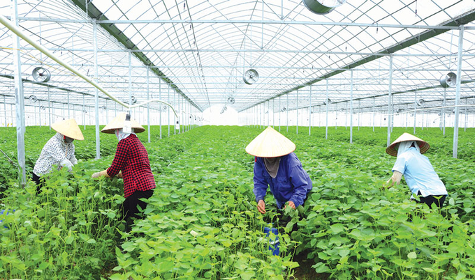 Bắc Ninh quyết tâm áp dụng khoa học, công nghệ để xây dựng nền nông nghiệp bền vững. Ảnh: T.L.