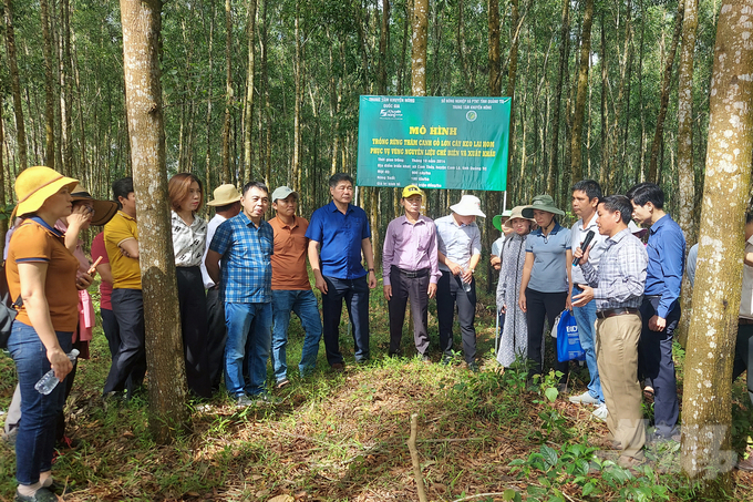 Giám đốc Trung tâm KNQG Lê Quốc Thanh thăm mô hình trồng rừng gỗ lớn tại tại tỉnh Quảng Trị. Ảnh: Võ Dũng.