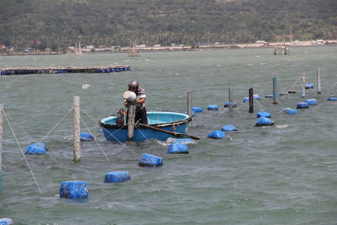 In recent years, the lobster farming area in Song Cau town has often suffered from environmental incidents, causing damage to farmed shrimp. Photo: KS.