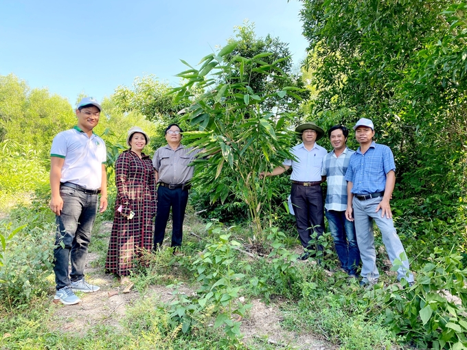 Mô hình trồng tre sinh khối ở thị xã Đức Phổ (Quảng Ngãi) đã bắt đầu cho những tín hiệu khả quan. Ảnh: BB.