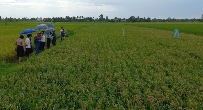 Mô hình trồng lúa sử dụng phân bón Quế Lâm tại xã Vinh Quang, huyện Vĩnh Bảo. Ảnh: Đinh Mười.