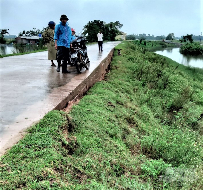 Mưa lớn nhiều ngày sau bão số 4 khiến đoạn đê tả sông Mã đoạn qua xã Hoằng Đại (TP. Thanh Hóa) bị sạt, sụt lún. Ảnh: Quốc Toản.