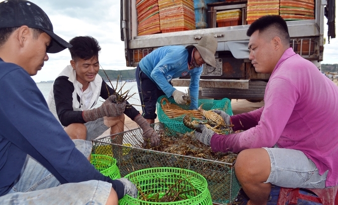Nghề nuôi trồng thủy sản ở Phú Yên đóng góp lớn trong cơ cấu kinh tế nông lâm thủy sản tỉnh này. Ảnh: KS.