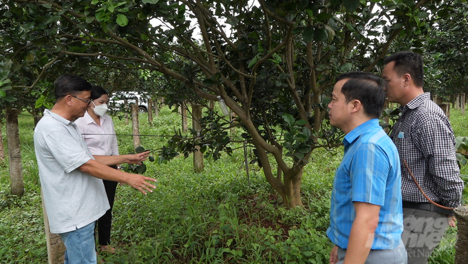 It is necessary to improve the relationship between farmers and businesses in the linkage, so that the two actors can commit to sharing benefits and cooperating in increasing the value of agricultural products. Photo: Minh Sang.