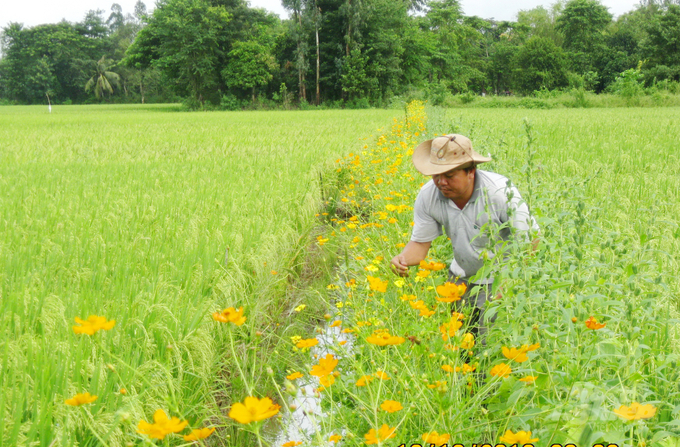 Mô hình ruộng lúa bờ hoa đang rất được nông dân ở ĐBSCL đón nhận nhân rộng, bởi cách làm này mô phỏng sự đa dạng vốn có của tự nhiên, mang lại nhiều lợi ích trong sản xuất nông nghiệp cũng như có nhiều ý nghĩa về môi trường. Ảnh: LHV.