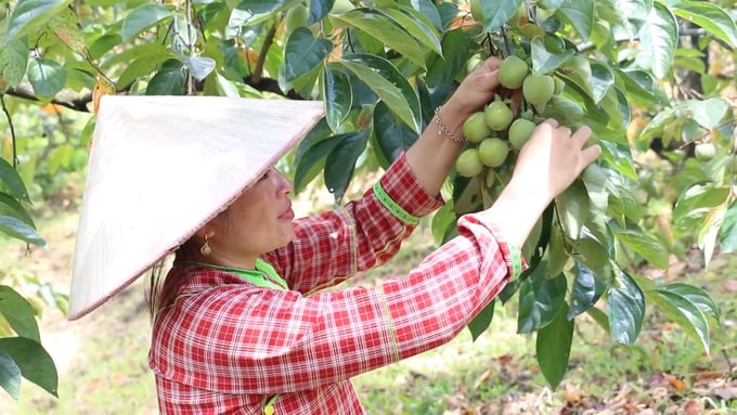Hoang Thi Hien's family (Hoa Cu commune, Cao Loc district) escaped poverty by planting Bao Lam seedless persimmon. Photo: Nguyen Thanh.