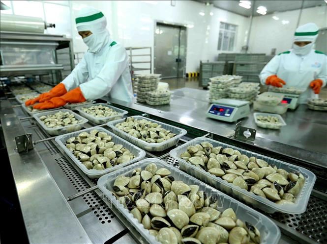 Thịt ngao đóng hộp được chế biến trước khi xuất khẩu tại Công ty TNHH thủy sản Lenger Việt Nam – TP Nam Định. Ảnh: TTXVN.