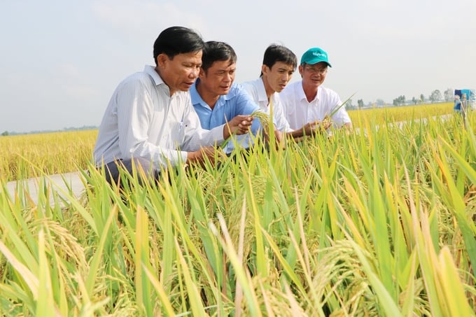 Few projects have been well received and implemented by farmers as effectively as the VnSAT Project. Photo: LHV.