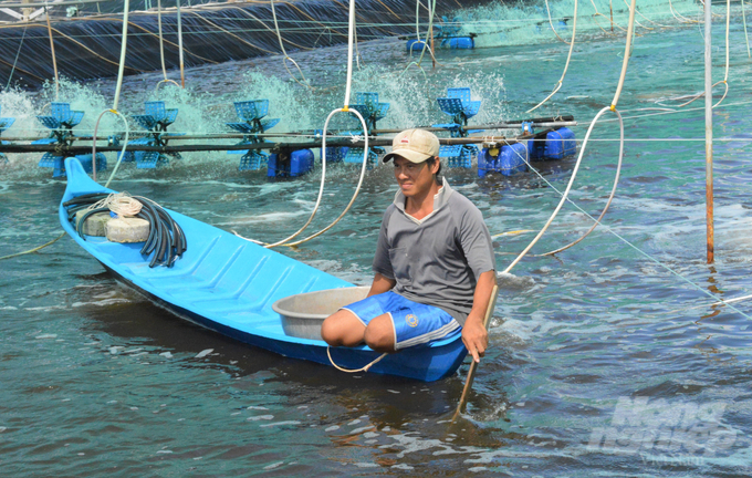 Nhờ tăng cường công tác thú y thủy sản và quan trắc chất lượng nguồn nước, dịch bệnh được khống chế, đã giúp ngư dân phát triển nuôi tôm nước lợ hiệu quả. Ảnh: Trung Chánh.