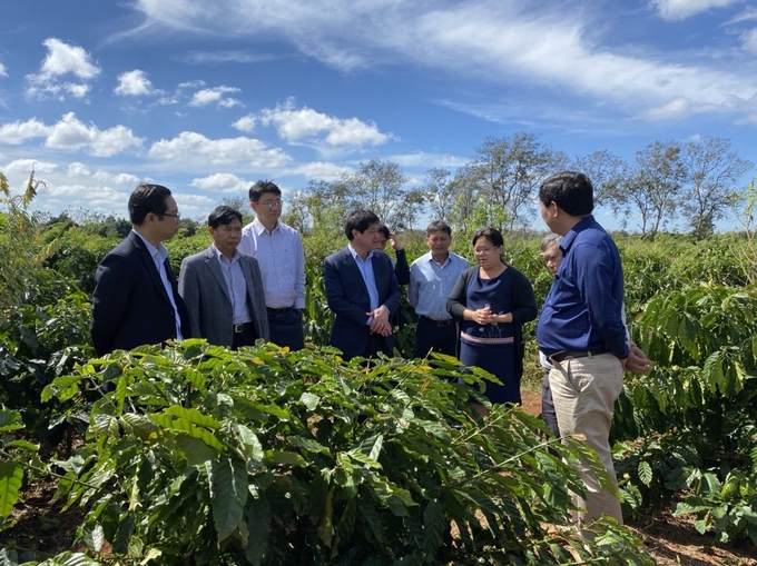 Deputy Minister Le Quoc Doanh (4th from left) visits the replanting coffee garden of the VnSAT project in the Central Highlands. Photo: Minh Hau.