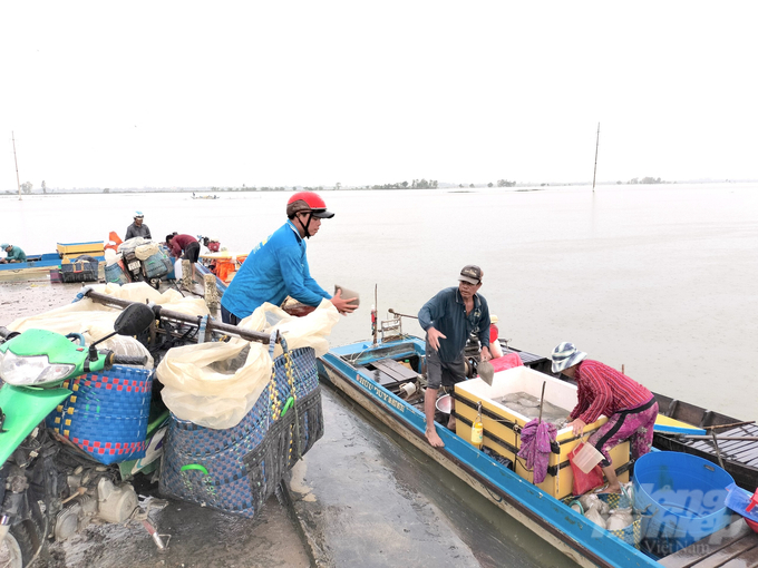 Thương lái (áo xanh) đang thu mua trứng nước của ngư dân vận chuyển đi tiêu thụ. Ảnh: Văn Vũ.