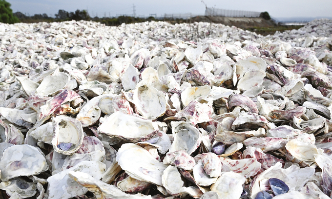 Piles of old bleached oyster shells cover the ground in Chula Vista, California. Photo: AFP