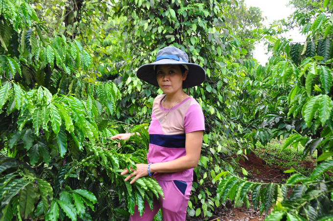 Dak Nong has built landscape coffee gardens, aiming to form high-value specialty coffee gardens.