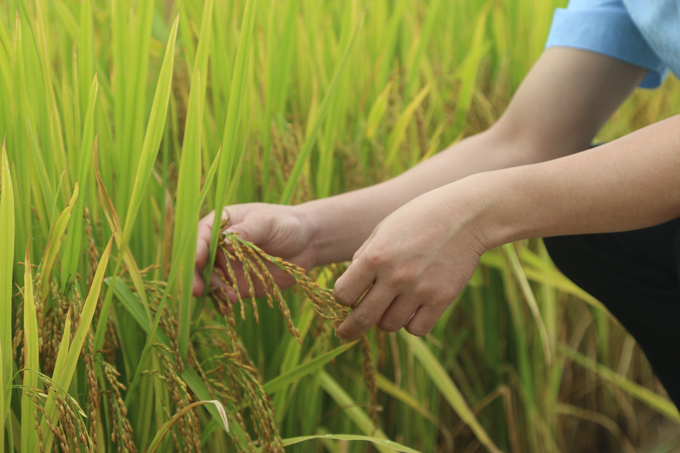 Năng suất lúa nếp trồng theo hướng hữu cơ đạt trên 50 tạ/ha. Ảnh: Đinh Mười.