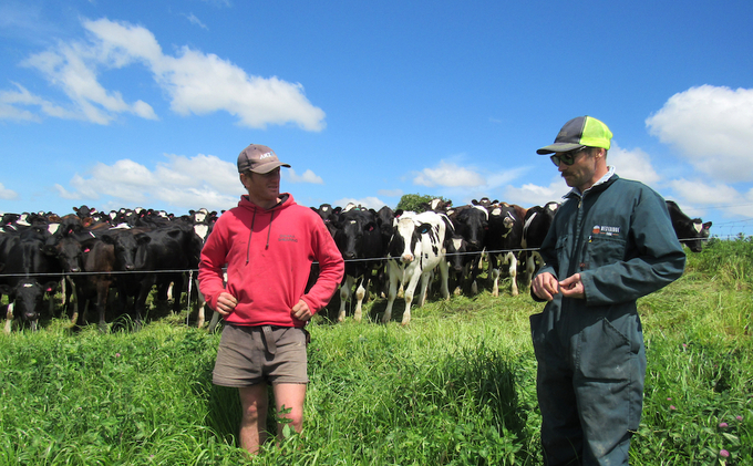 Số lượng đàn gia súc đang gia tăng gây áp lực ngày càng lớn đối với quốc đảo nhỏ bé New Zealand. Ảnh: Getty