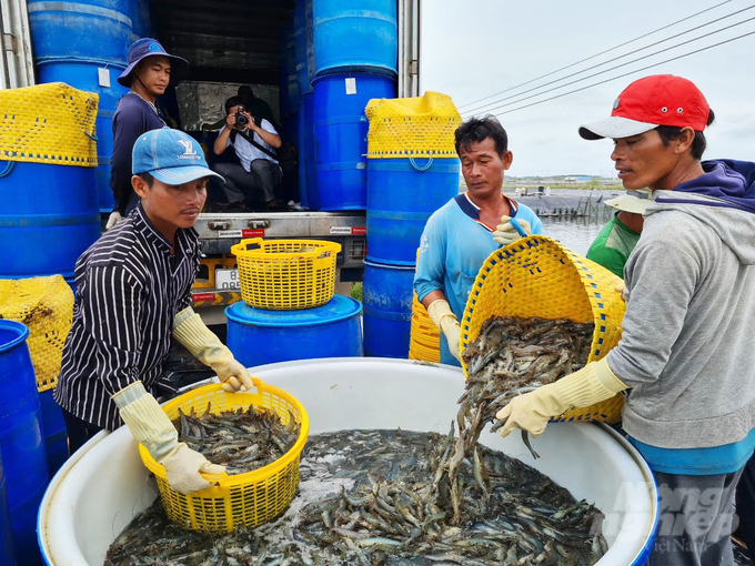 Thu hoạch tôm tại trại nuôi tôm Xuân Phú, Công ty CP Sao Ta. Ảnh: Hữu Đức.