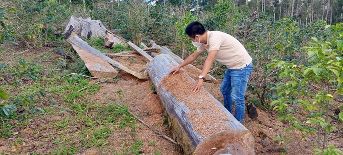 Dự án nông trại hữu cơ của HTX Tuyết Sơn làm ảnh hưởng đến 2,52ha đất rừng.