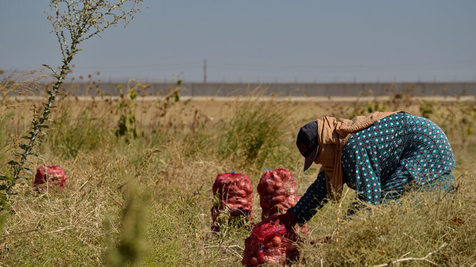 A daily worker harvests onions in Darbasiyah sub-district, Sept. 29, 2022 