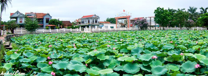 Hồ sen làng Quỳnh. Ảnh: ST.