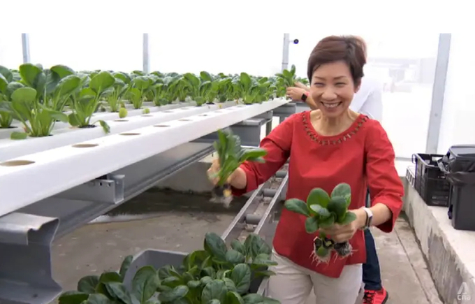Singapore's Minister for Sustainability and the Environment Grace Fu holds vegetables at urban rooftop farm ComCrop