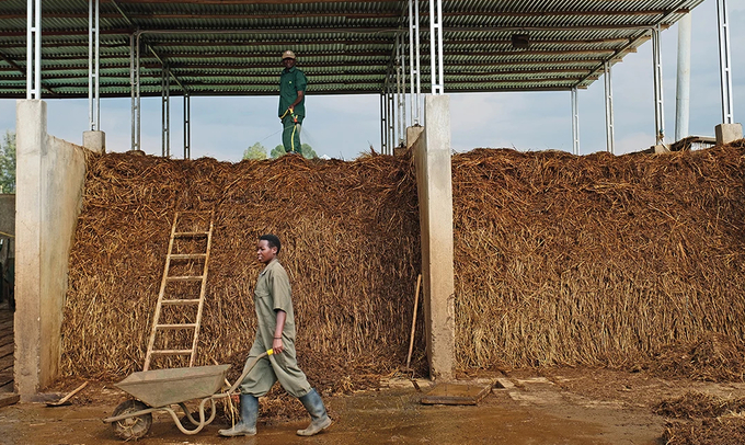 Workers water a manure stack in Ruhengeri, Rwanda, on Sept. 19, 2018. Farming in much of Africa is still characterized by low fertilizer use—and low crop yields.