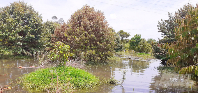 Nhiều vườn sầu riêng ở huyện Phong Điền, TP Cần Thơ bị ngập nước gây thiệt hại và ảnh hưởng năng suất. Ảnh: Lê Hoàng Vũ.