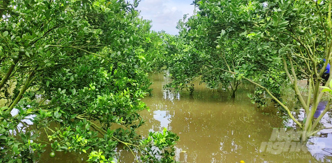 Hàng chục hecta vườn cây ăn trái ở Đồng Tháp bị ngập nước từ 5-30cm. Ảnh: Lê Hoàng Vũ.
