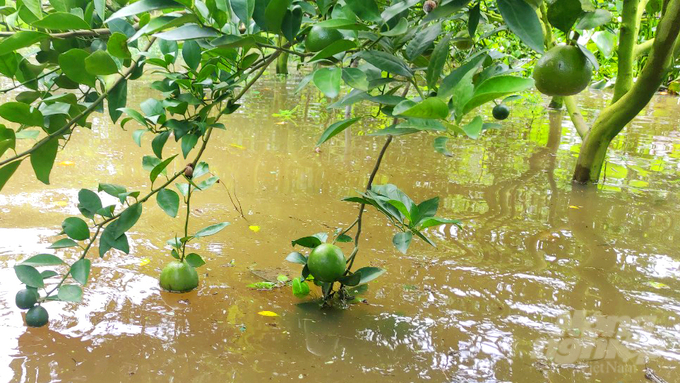 Vườn quýt đường 5 công của gia đình ông Lê Văn Tẩu, ở xã Định Hòa, huyện Lai Vung (Đồng Tháp) nhiều ngày qua bị ngập nước nặng từ 5-30cm. Ảnh: Lê Hoàng Vũ.