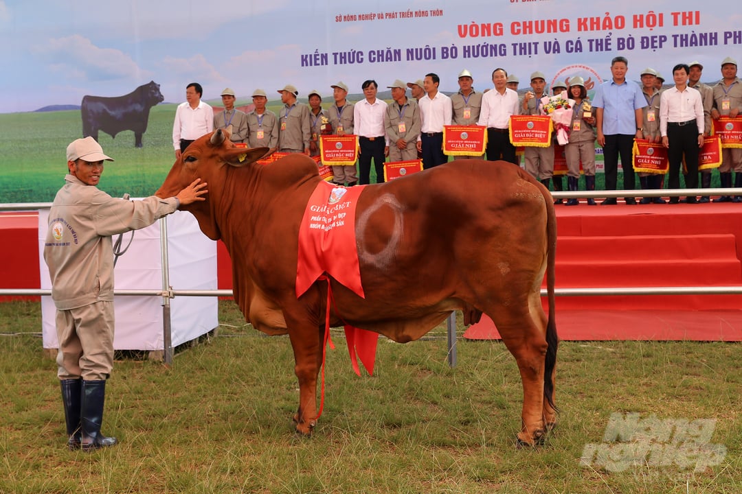 Huyện Sóc Sơn đạt giải đặc biệt phần thi cá thể bò đẹp - nhóm bò cái sinh sản. Ảnh: Diệu Vy.