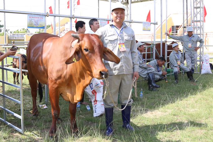 Giống bò lai Brahman của đội thi huyện Phú Xuyên sẵn sàng bước vào phần thi của mình.