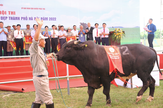 Giống bò lai 3B thuộc sở hữu của chủ hộ Đặng Đình Quý, huyện Chương Mỹ đoạt ngôi 'Nam Vương' cuộc thi lần này.