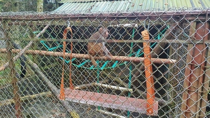 Cá thể khỉ mốc được đưa vào chuồng theo dõi, chăm sóc. Ảnh: T.L