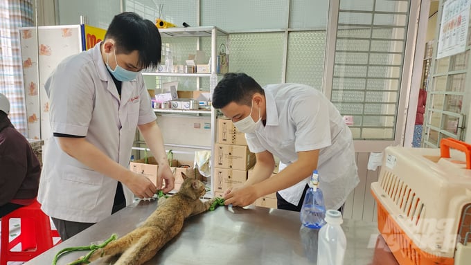Sinh viên Trường Đại học Cần Thơ thực nghiệm tại Phòng thí nghiệm – bệnh xá thú y thực hành. Ảnh: Kim Anh.