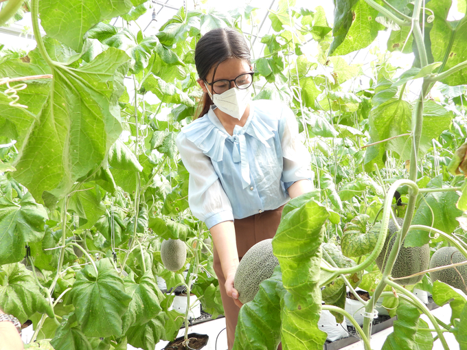 Công nhân Công ty CP Nông nghiệp Kỹ thuật cao Nông Phát chăm sóc vườn cây, chuẩn bị thu hoạch. Ảnh: Trần Trung.