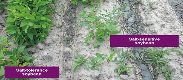 Đối chứng hai luống đậu tương nhạy cảm (phải) và thích nghi (trái) với đất nhiễm mặn. Nguồn: Claire Robinson