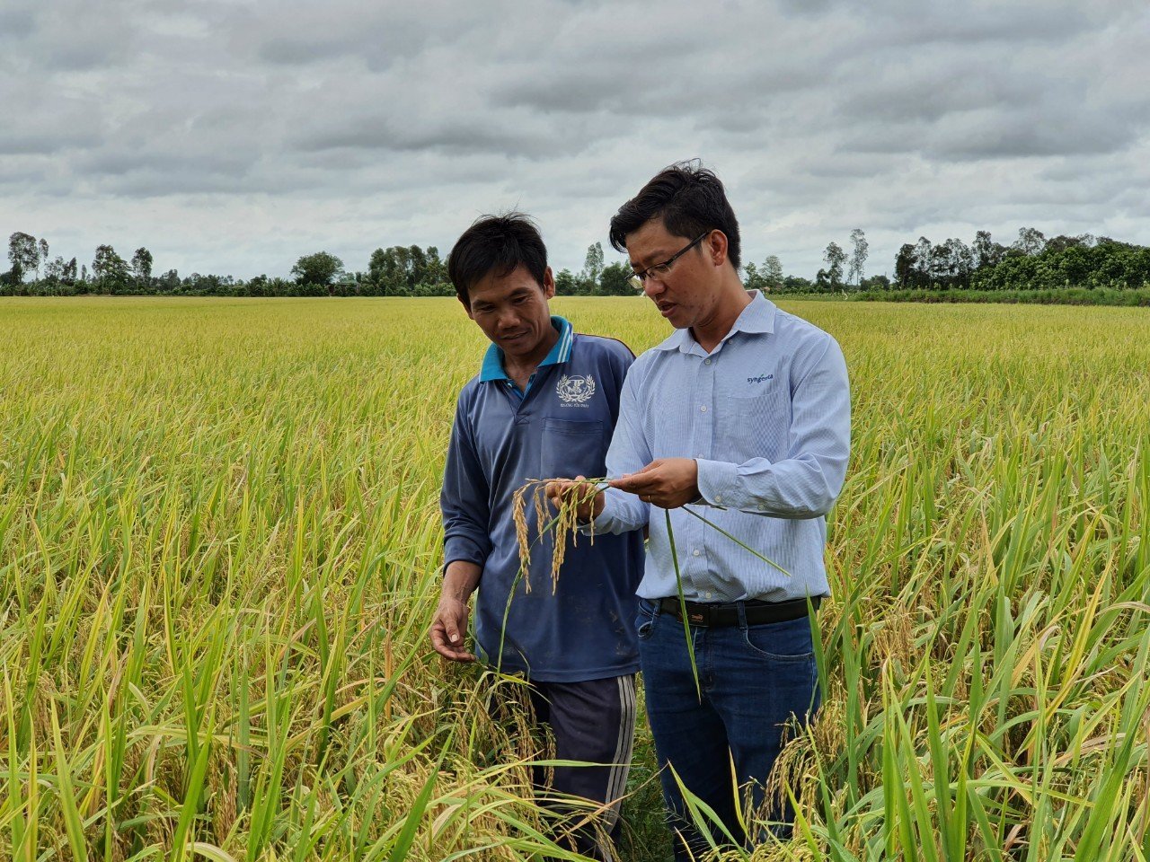 Nhân viên Syngenta hướng dẫn nông dân canh tác - Mô hình trình diễn hiệu quả kiểm soát dư lượng trong canh tác lúa do Syngenta và Olam thực hiện tại An Giang.