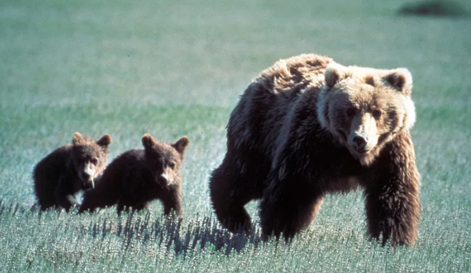 A grizzly bear and her cubs in Glacier National Park in Montana. One controversy surrounding the Living Planet Index has been whether a small number of populations in drastic decline call into question the overall results.