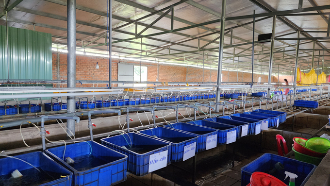 Thanh Tan artificial eel farm is one of the largest suppliers of eel seed and commercial eel in the Mekong Delta. Photo: Kim Anh.