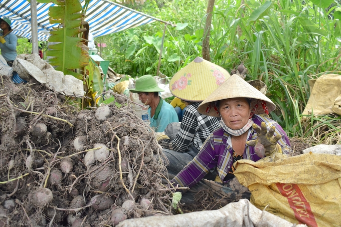 Hiện nay, giá khoai lang đang tăng cao nhưng vắng khoai ngoài đồng. Ảnh: Minh Đảm.