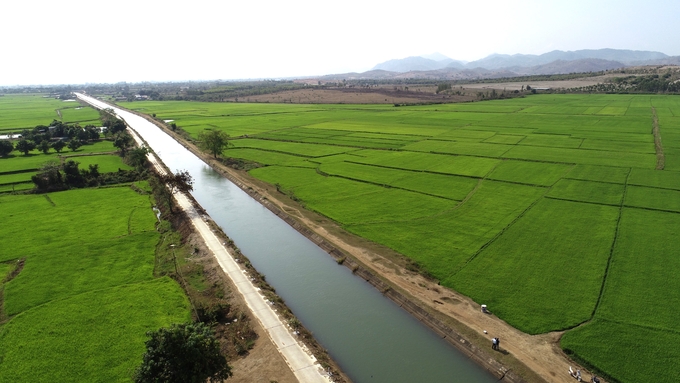 Nhờ nguồn nước tưới từ công trình thủy lợi Ayun Hạ, hàng nghìn ha lúa của người được hưởng lợi. Ảnh: TA.