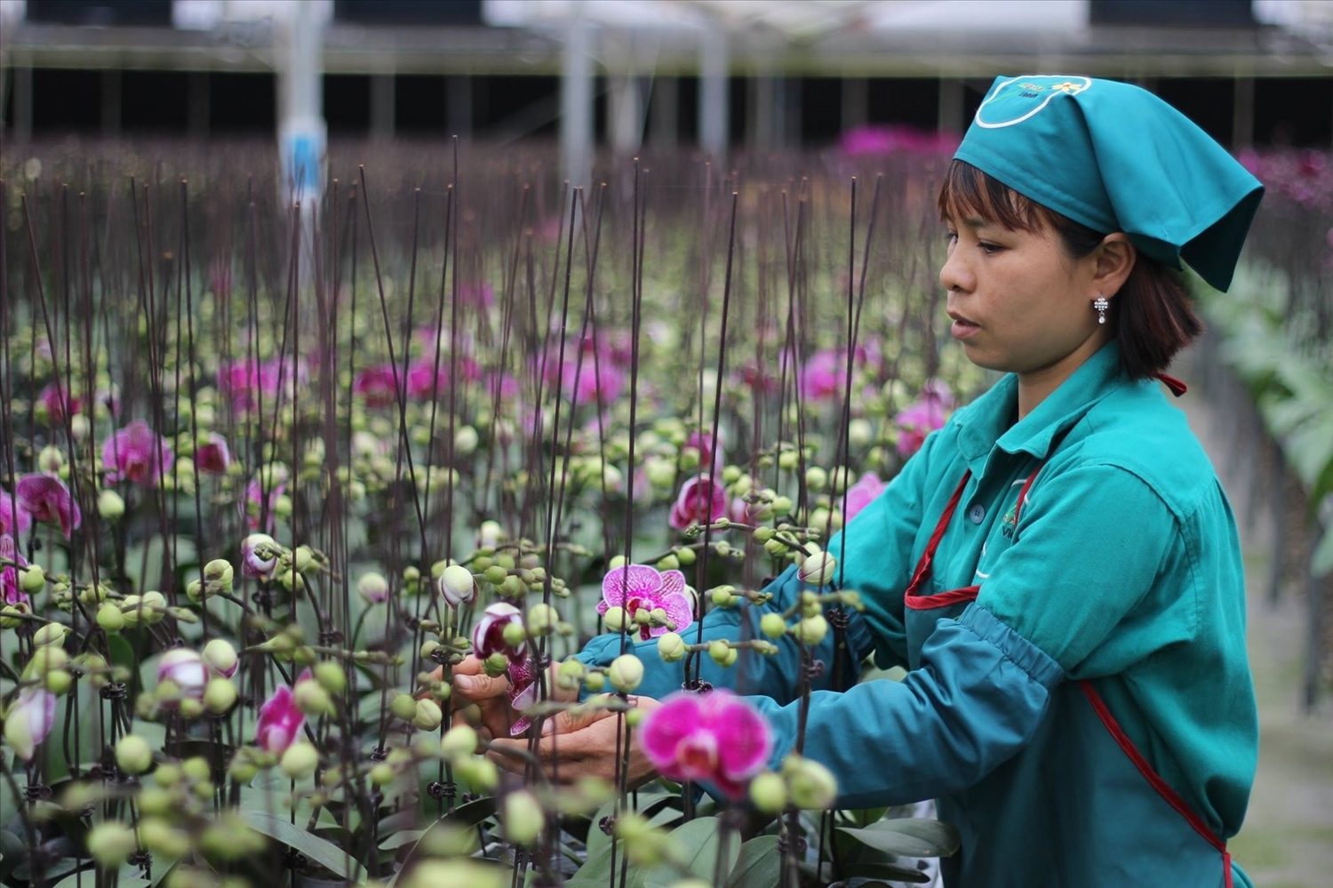 Mô hình sản xuất hoa lan ứng dụng công nghệ cao trong nhà kính tại huyện Đan Phượng lợi nhuận hàng tỷ đồng mỗi năm.