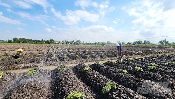 Một trong những cánh đồng đang được bà con nông dân xuống giống trồng khoai lang ở xã Tân Thành, huyện Bình Tân. Ảnh: Kim Anh.
