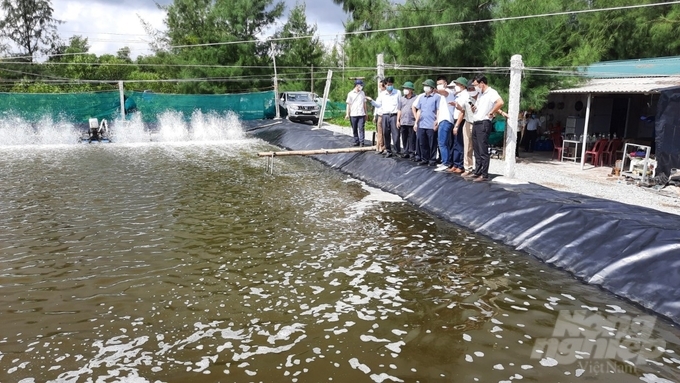 Tôm nuôi theo hướng an toàn sinh học và đạt yêu cầu thì doanh nghiệp sẽ thu mua toàn bộ sản phẩm nên nông dân rất yên tâm về đầu ra. Ảnh: CĐ.