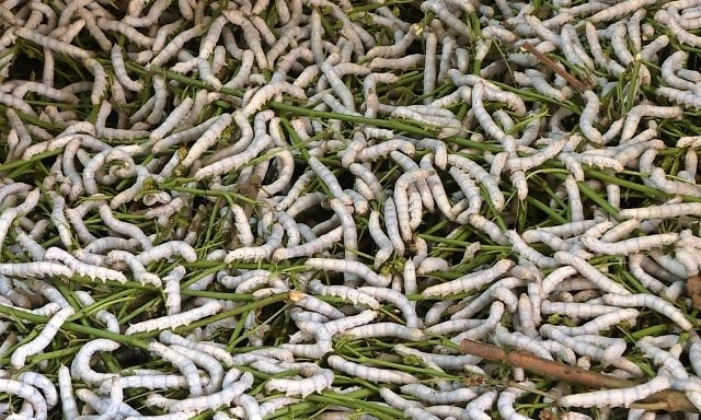 Growing mulberry and raising silkworms has become a traditional profession with profound social, historical and humanistic significance.