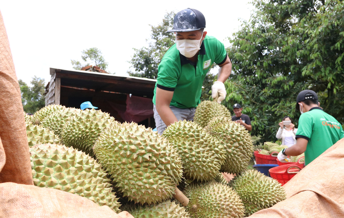 UBND tỉnh Đắk Lắk đang định hướng cho nông sân sản xuất tập trung, bền vững. Ảnh: Quang Yên.