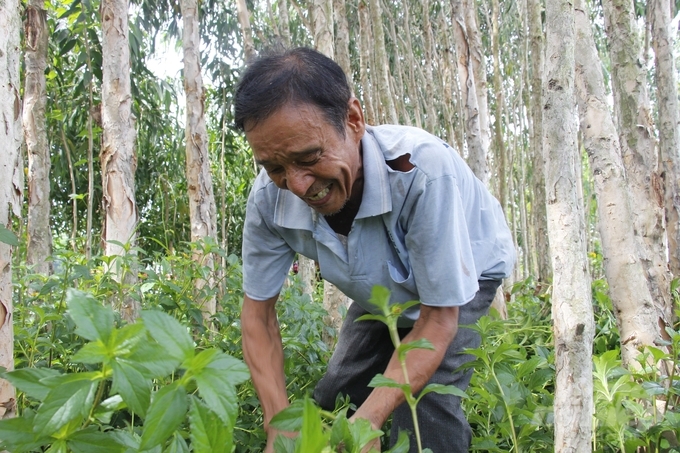 Tham gia làm kè sinh thái, chống sạt lở, người dân còn tạo ra quỹ đất trồng cây xanh, sau khoảng 3 năm giá trị cây trồng mang lại cao gấp 2-3 lần so với chi phí đầu tư ban đầu, tạo thêm thu nhập ở nông thôn. Ảnh: Trung Chánh.