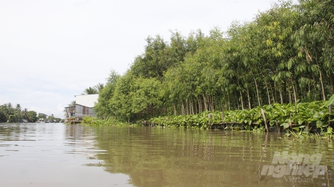 Giải pháp kè sinh thái có kinh phí rất thấp, dễ thực hiện, không chỉ chống sạt lở bờ sông hiệu quả mà còn tạo cảnh quan môi trường, thích ứng với biến đổi khí hậu. Ảnh: Trung Chánh.