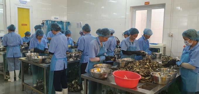 Oyster de-shelling area in Bavabi Van Don Production Company. Photo: Viet Cuong.