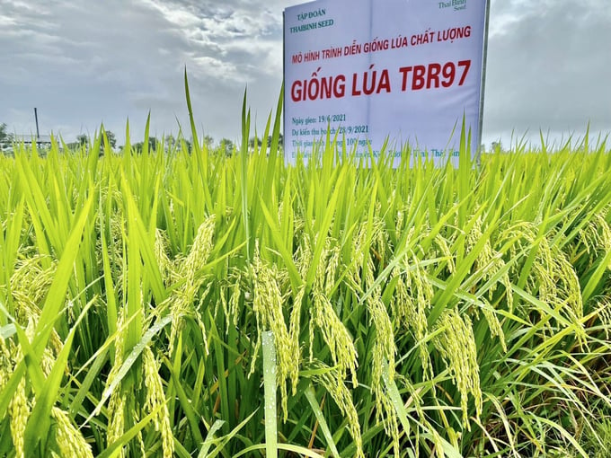 Giống lúa TBR97 của ThaiBinh Seed vừa sạch sâu bệnh, vừa cho năng suất cao.