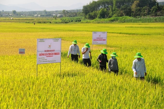 Bộ giống lúa của ThaiBinh Seed được người dân 13 tỉnh miền Trung - Tây Nguyên đánh giá rất cao.